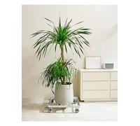 Base rodante resistente con ruedas bloqueables de 2", for uso en interiores y exteriores(100x30cm/39.4x11.8in)
