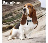Basset Hound 2025 Square Wall Calendar | Dog Breed Calendar