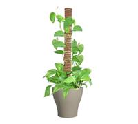 Bastones de musgo de coco y fibra de coco extraíbles, soportes para plantas | Grow Upwards Trellis - Palitos de jardín para Monstera, Pothos, Philodendron
