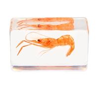 BATHVEVE Espécimen de Camarón Resinero en Resina Ligera para Educación y Enseñanza, Diseño Creativo Fácil de Usar y Colocar como Decoración Científica