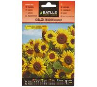 BATLLE Semillas de Girasol Waooh Amarillo 1 g - Semillas de Flor Anual Muy Floribunda - Siembra Directa Primavera/Verano - Altura 90 cm