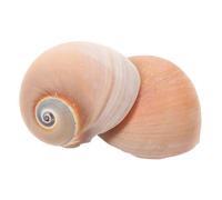 BAZEITFLOW 2piezas Caracol Pequeña Decoración De Caracola para Acuario Artesanía De Caracola Natural para Decoración De Paisaje para Pecera Casa