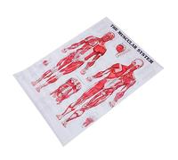 BAZEITFLOW Póster Anatómico Sin Marco De 50x70 Cm Del Sistema Muscular y Esqueleto Humano En Lienzo, Póster Educativo Para Laboratorios, Escuelas y Decoración Médica, Cartel De Anatomía Humana