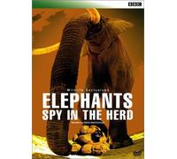 BBC WILDLIFE EXCLUSIVES Elephants Spy in the Herd エレファント・プライベート [DVD]