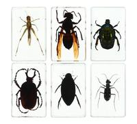 BCOATH Especímenes de Insectos de Resina, Pack de 6 Piezas en Diferentes Estilos, Uso Recomendado para Regalo y Colección