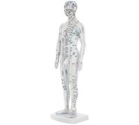 BCOATH Modelo de Exhibición Corporal de Acupuntura Masculino white, Modelo de Puntos de Presión y Meridianos, Material Resistente para Formación Profesional, Uso Educativo y Clínica,