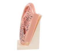 BCOATH Modelo de Oreja para Aprendizaje de Reflexología Auricular 23 Cm Base, Herramienta Educativa de Acupuntura y Masaje, Modelo Didáctico para Entrenamiento y Exhibición en