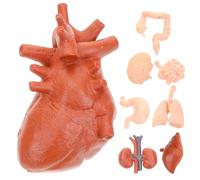 BCOATH Modelo Montessori de Órganos Humanos para Enseñanza Infantil Cerebro, Corazón y Pulmones, Material Educativo Realista para Clases de Anatomía y Ciencias