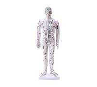 BCOMFY Modelo de acupuntura del Cuerpo Humano de 35 cm. Modelo de meridianos Masculinos. Recursos didácticos de Ciencias médicas.