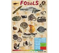 BCTS Mini póster de fósiles para decoración del hogar, póster de metal de 30,4 x 40,6 cm