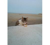 Beach Cat at Beach Bar Notebook: Pekechü by Milky Joe