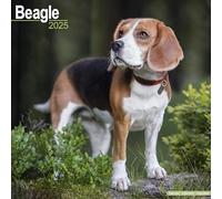 Beagle 2025 Square Wall Calendar | Dog Breed Calendar