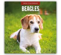 Beagles 2026 Square Wall Calendar: Original Red Robin Publishing Ltd-Kalender [Mehrsprachig] [Kalender]