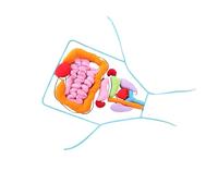 BEALIFE Delantal de órgano 3D de muñeca anatómica. Introducción creativa a la anatomía humana para niños. Suave y cómodo. Modelo fisiología del cuerpo humano. Modelo cuerpo para niños.