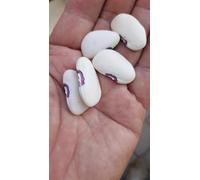 Bean Lima VALENSIANO - GARROFON-