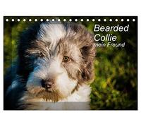 Bearded Collie, mein Freund (Tischkalender 2026 DIN A5 quer), CALVENDO Monatskalender: Ein britischer Hütehund
