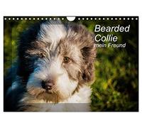 Bearded Collie, mein Freund (Wandkalender 2026 DIN A4 quer), CALVENDO Monatskalender: Ein britischer Hütehund