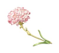 Beaupretty Broche De Clavel Broche De Ramillete Alfileres Bonitos Broche De Solapa Para Joyería Floral Dorada Broche De Flores Para Ropa Pinzas Para Ropa Pinzas Para