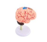 Beaupretty de Desmontable para Estudio de Anatomía Maqueta de Neurociencia para Clases y Exhibiciones Escolar