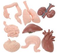 Beaupretty Modelos de Órganos Humanos 8 Piezas para Práctica Docente, Accesorios de Enseñanza de Anatomía 3D, Incluye Cerebro, Corazón, Estómago, Intestinos y Riñones, Adecuado para Escuela,