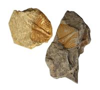 Beaupretty Muestra De Fósiles De Trilobites 2 Piezas Para Decoración Educativa y Científica, Adornos Didácticos Originales Para Niños y Coleccionistas, Modelos De Paleontología Para Escritorio