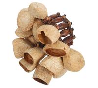 Beaupretty Pulsera Artesanal de Conchas Naturales para Percusión, Instrumento Ligero Sonido Claro y Comodidad Manos Libres Adecuado para Danza y Viajes
