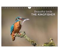 Beautiful birds THE KINGFISHER (Wall Calendar 2026 DIN A4 landscape), CALVENDO 12 Month Wall Calendar: Photographs of kingfishers