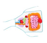 BEBEMOKO Delantal Educativo de Órganos para Aprendizaje de Anatomía y Fisiología Herramienta Didáctica para Educación Temprana Órganos para Estudiantes
