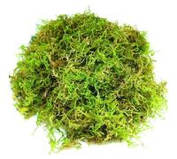 BEELUKY Musgo Natural Seco 200g | Musgo Sphagnum para Plantas, Orquídeas y Terrarios | Sustrato Natural para Bonsáis, Reptiles y Decoración de Jardín