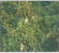 Beethoven - Sonatas for Fortepiano & Cello