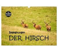Begegnungen. DER HIRSCH (Wandkalender 2026 DIN A3 quer), CALVENDO Monatskalender: Eindrucksvolle Begegnungen mit dem Hirsch, dem König unserer Wälder