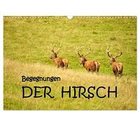 Begegnungen. DER HIRSCH (Wandkalender 2026 DIN A3 quer), CALVENDO Monatskalender: Eindrucksvolle Begegnungen mit dem Hirsch, dem König unserer Wälder