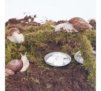 Begeterday Kit de accesorios para terrario de caracol, 7 piezas, incluye sustrato que retiene la humedad, juguete de escalada, gránulos de hueso de sepia, placa de agua y alimentos, botella de spray