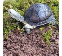 Begeterday Kit de accesorios para tortuga, 3 piezas, incluye ropa de cama de tortuga, capa superior que retiene la humedad