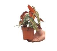 Begonia Bambú Natural Planta Ornamental para Decorar los Interiores de la Casa