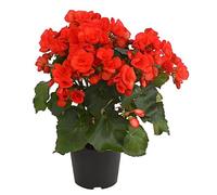 Begonia Elatior de FlorlLa Planta que te Alegrará el Día Planta Natural Mix Color