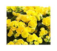 Begonia Elatior Flor Color Mix La Planta Ideal para Regalar