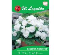 Begonia tuberosa Non Stop blanca, 2 unidades.