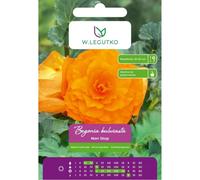 Begonia tuberosa Non Stop naranja 2 unidades.