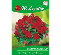 Begonia tuberosa Non Stop roja, 2 unidades.