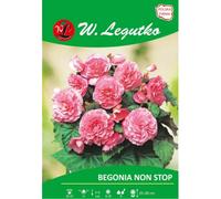 Begonia tuberosa Non Stop rosa, 2 unidades.