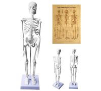 Behogan Modelo de esqueleto humano de 45 cm para anatomía, mini esqueleto con diagrama explicativo, modelo de anatomía de esqueleto pequeño, modelo de esqueleto humano con brazos y piernas móviles