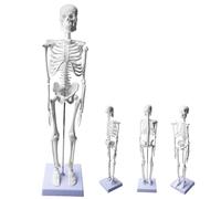 Behogan Modelo de esqueleto humano para anatomía, modelo de anatomía de esqueleto pequeño, modelo de esqueleto humano con brazos y piernas móviles, modelo de cuerpo humano para clases de anatomía