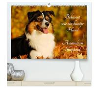 Bekannt wie ein bunter Hund. Australian Shepherd (hochwertiger Premium Wandkalender 2026 DIN A2 quer), Kunstdruck in Hochglanz: Der Australian ... Aussie genannt auf 13 wunderschönen Fotos