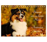 Bekannt wie ein bunter Hund. Australian Shepherd (Tischkalender 2026 DIN A5 quer), CALVENDO Monatskalender: Der Australian Shepherd, auch liebevoll Aussie genannt auf 13 wunderschönen Fotos