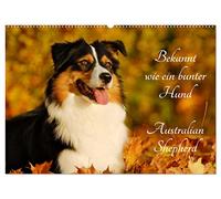 Bekannt wie ein bunter Hund. Australian Shepherd (Wandkalender 2026 DIN A2 quer), CALVENDO Monatskalender: Der Australian Shepherd, auch liebevoll Aussie genannt auf 13 wunderschönen Fotos