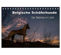 Belgische Schäferhunde - Der Malinois im Licht (Tischkalender 2026 DIN A5 quer), CALVENDO Monatskalender: Stimmungsvolle Momente mit dem Malinois, dem kurzhaarigen Belgischen Schäferhund