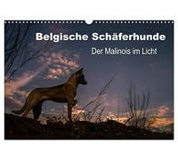 Belgische Schäferhunde - Der Malinois im Licht (Wandkalender 2026 DIN A3 quer), CALVENDO Monatskalender: Stimmungsvolle Momente mit dem Malinois, dem kurzhaarigen Belgischen Schäferhund