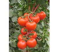 . Bellfarm Rojo Tomate Truss Medio-Sized Dulce jugosa Almacenamiento Durabilidad de Alto Rendimiento de Tomate de Alta germinación -20pcs / Paquete