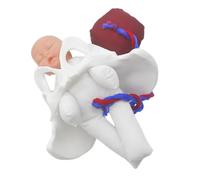 BELLIFFY Modelo de Pelvis Femenina para Educación Prenatal Feto, Cordón y Placenta, Herramienta Didáctica Realista para Enseñanza Clínica y Formación en Partería, Adecuado para Escuelas